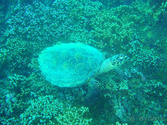 "Аквасафари" на острове Бора-Бора.