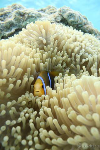 "Аквасафари" на острове Бора-Бора.