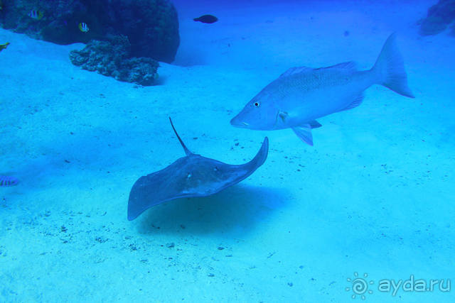 "Аквасафари" на острове Бора-Бора.