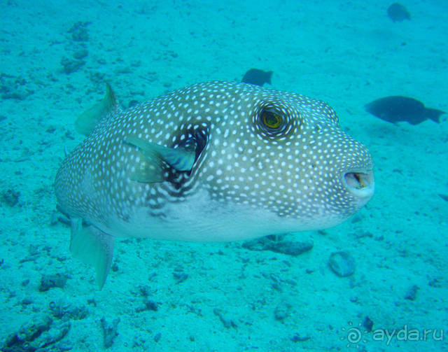 "Аквасафари" на острове Бора-Бора.