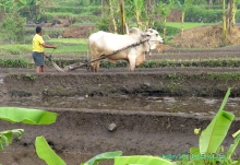 Бали -часть третья.