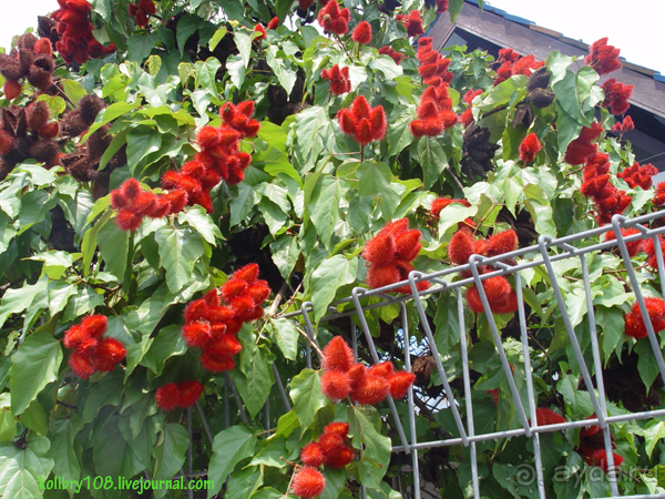 Бали -часть третья.