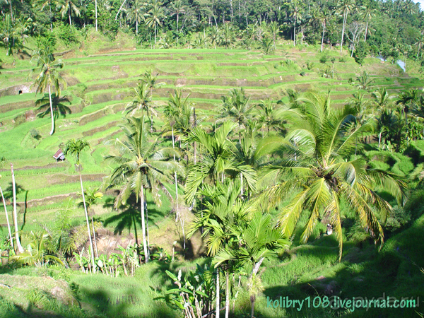Бали -часть третья.