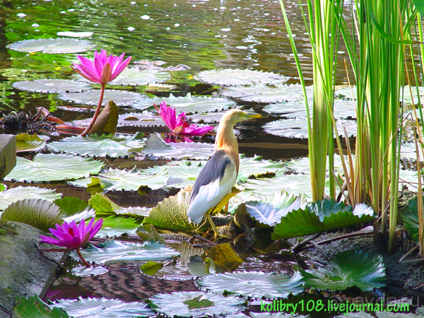 Бали -часть третья.