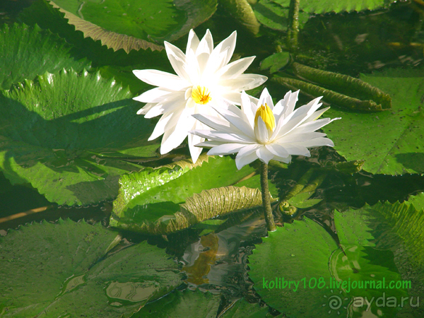 Бали -часть третья.