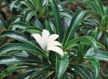 Бора-Бора - заново родившиеся.