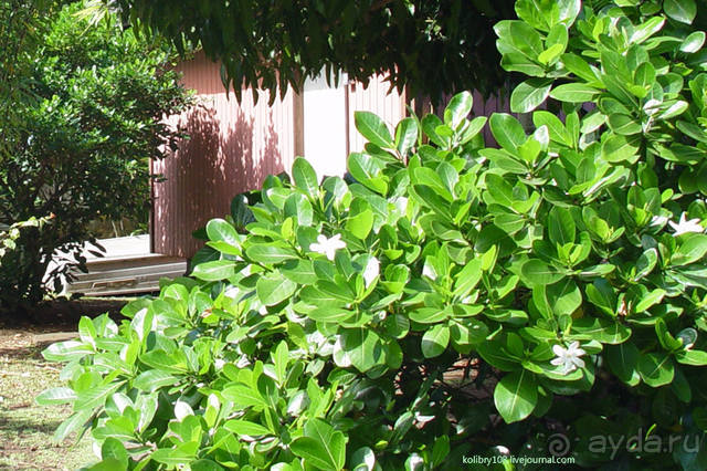 Бора-Бора - заново родившиеся.