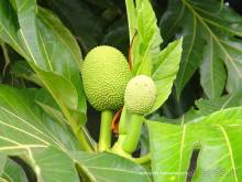 Бора-Бора - заново родившиеся.