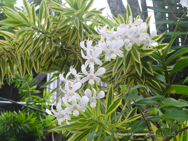 Бора-Бора - заново родившиеся.