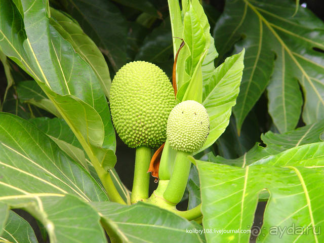 Бора-Бора - заново родившиеся.