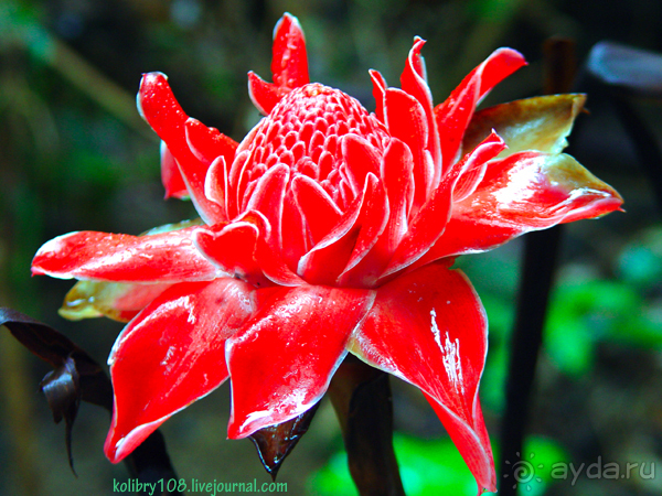 Таиланд. Почем жареные кузнечики? (часть первая)