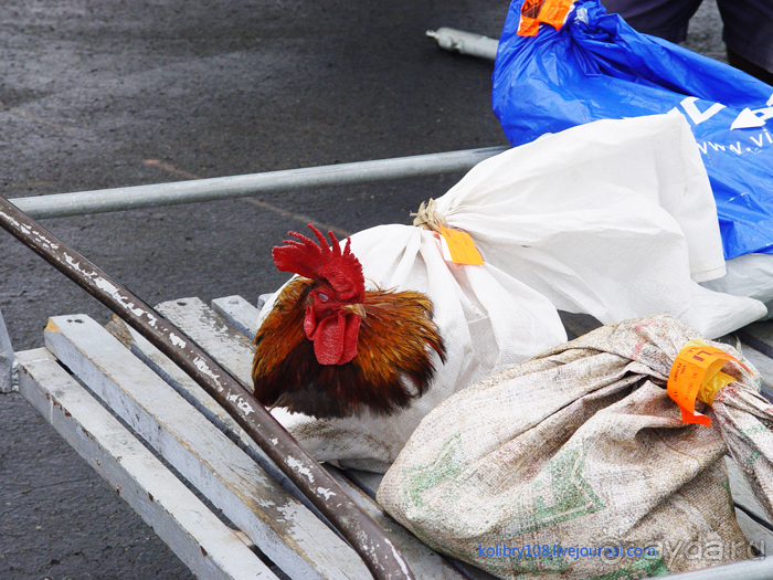 Вануату (Новые Гебриды) – вечная земля.