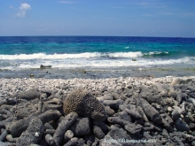 Карибы или прекрасные катастрофы.