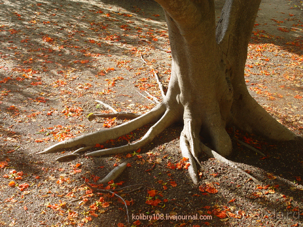 Карибы или прекрасные катастрофы.