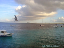 Карибы или прекрасные катастрофы.