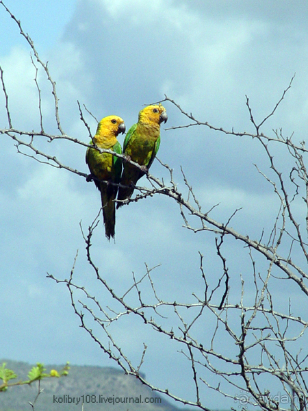 Карибы или прекрасные катастрофы.