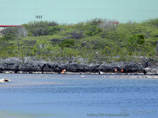 Карибы или прекрасные катастрофы.