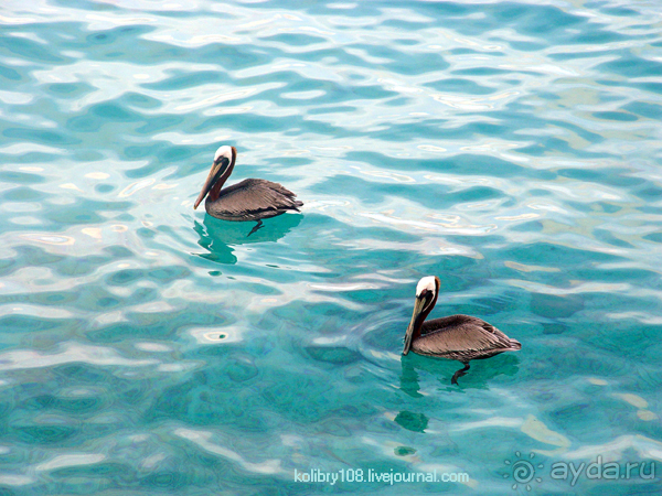 Карибы или прекрасные катастрофы.