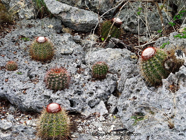 Карибы или прекрасные катастрофы.