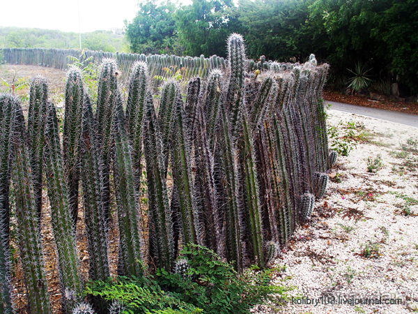 Карибы или прекрасные катастрофы.