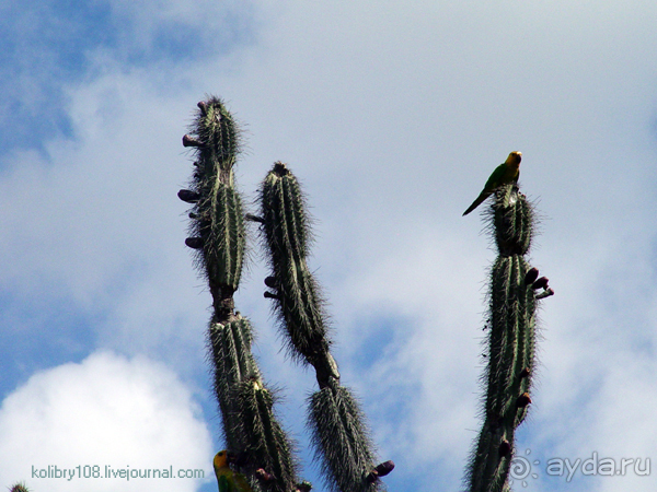 Карибы или прекрасные катастрофы.