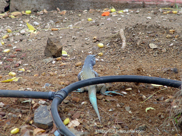 Карибы или прекрасные катастрофы.