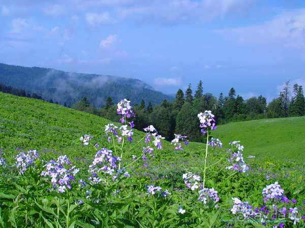 Арабика (Абхазия).