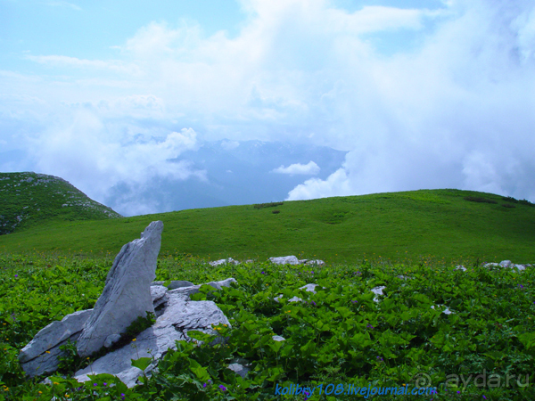 Арабика (Абхазия).