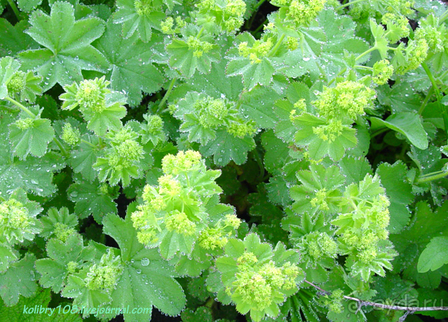 Арабика (Абхазия).