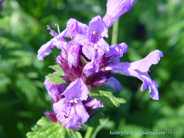 Арабика (Абхазия).