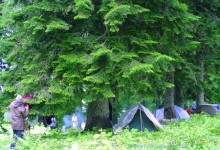 Арабика (Абхазия).