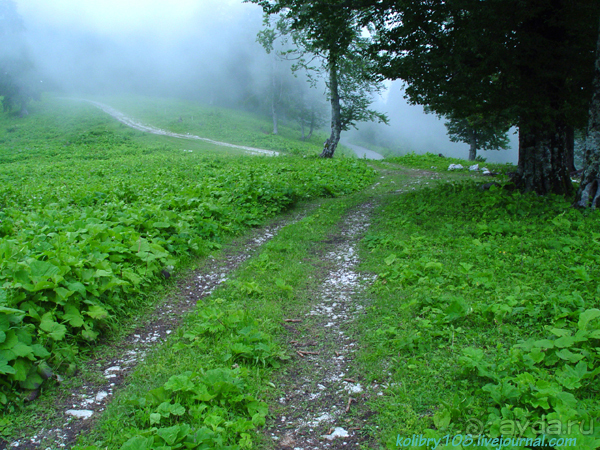 Арабика (Абхазия).