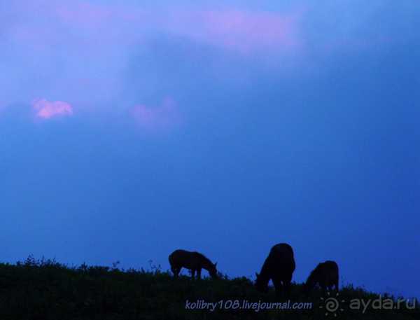 Арабика (Абхазия).