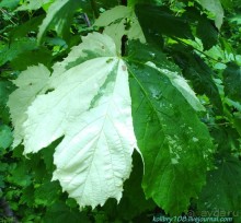 Арабика (Абхазия).