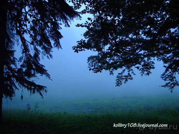 Арабика (Абхазия).