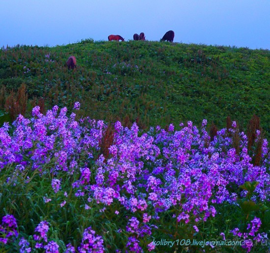 Арабика (Абхазия).