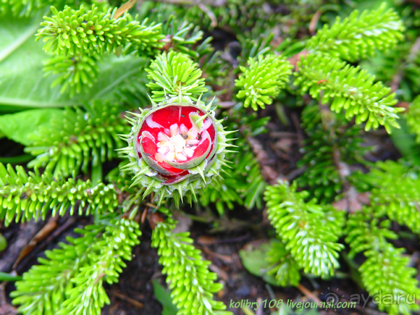 Арабика (Абхазия).