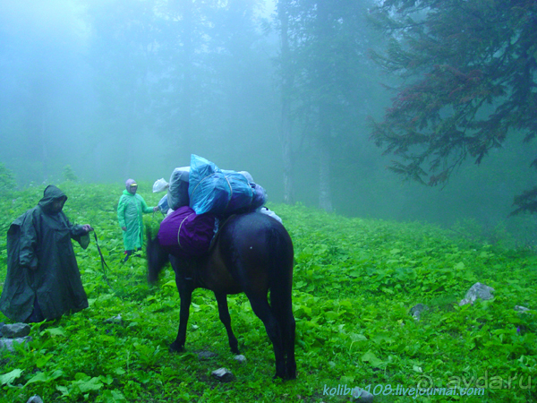 Арабика (Абхазия).