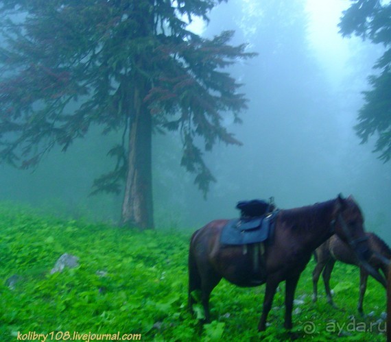 Арабика (Абхазия).