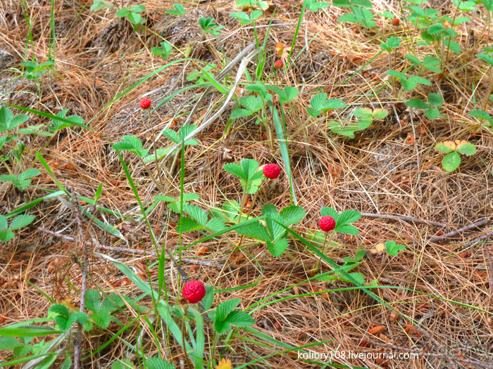Бутан - страна божественного хулигана Друкпа Кунли (часть 4-я).
