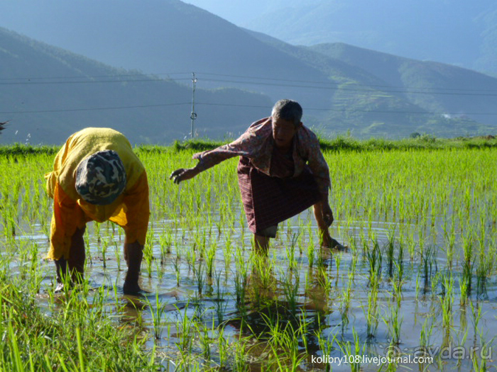 Бутан - страна божественного хулигана Друкпа Кунли (часть 4-я).