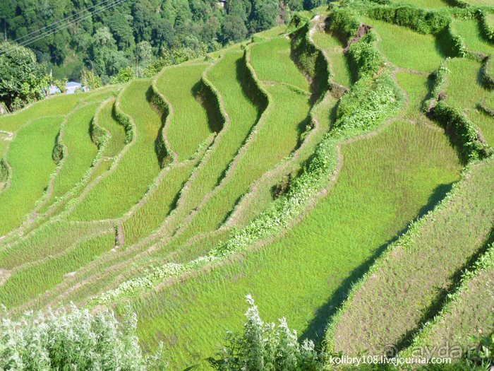 Бутан - страна божественного хулигана Друкпа Кунли (часть 4-я).