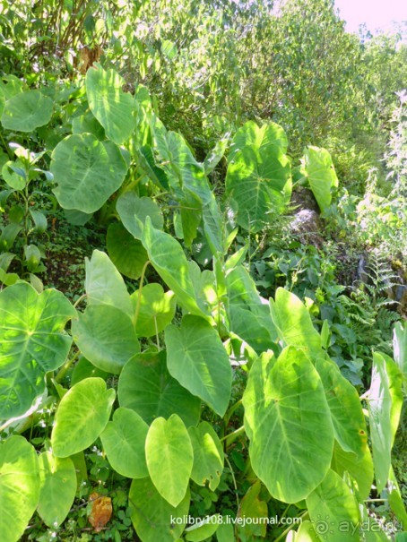 Бутан - страна божественного хулигана Друкпа Кунли (часть 4-я).