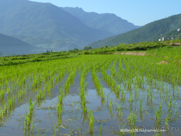 Бутан - страна божественного хулигана Друкпа Кунли (часть 4-я).