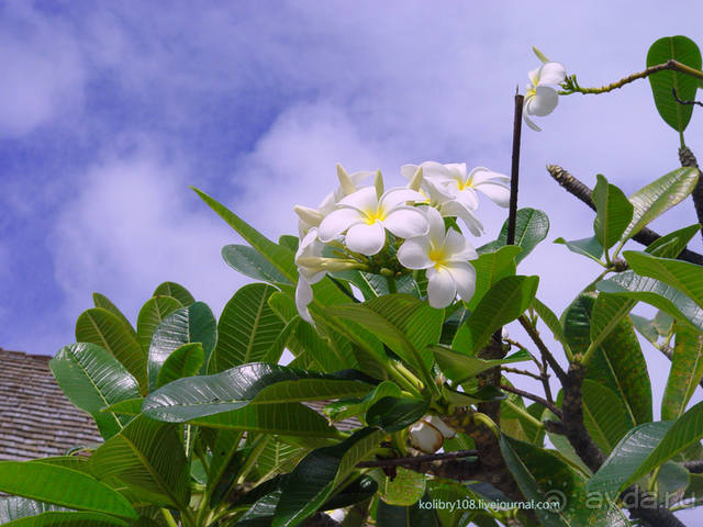 Остров МААРЭ (Moorea) - интрига раскрыта! Французская Полинезия.