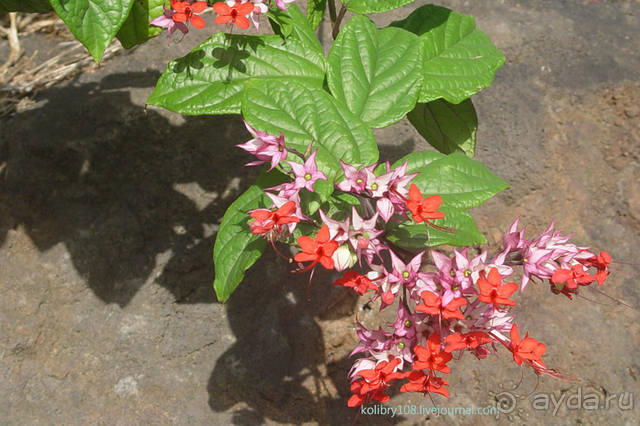 Остров МААРЭ (Moorea) - интрига раскрыта! Французская Полинезия.