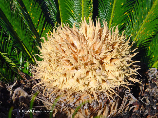 Остров МААРЭ (Moorea) - интрига раскрыта! Французская Полинезия.