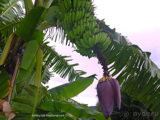 Остров МААРЭ (Moorea) - интрига раскрыта! Французская Полинезия.