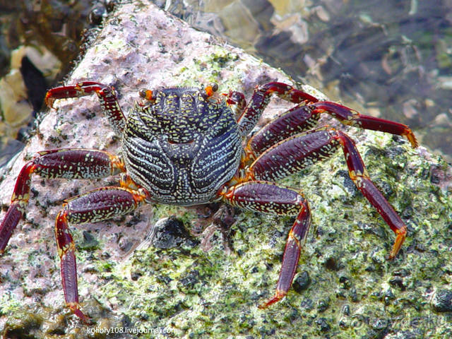 Остров МААРЭ (Moorea) - интрига раскрыта! Французская Полинезия.