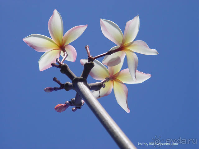 Остров МААРЭ (Moorea) - интрига раскрыта! Французская Полинезия.